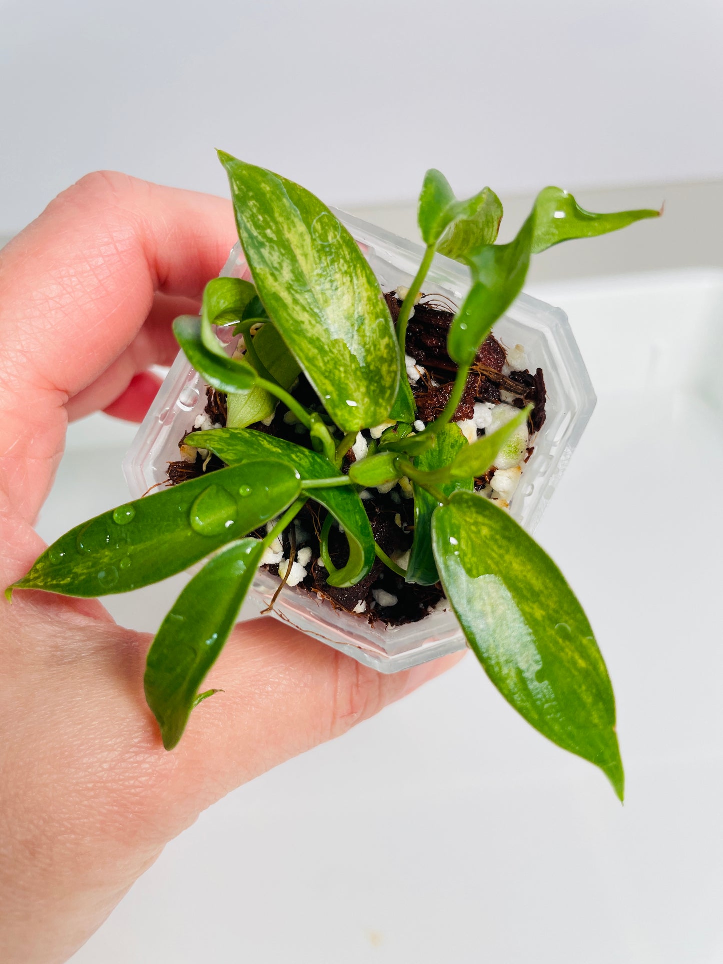 Philodendron Joepii Variegated