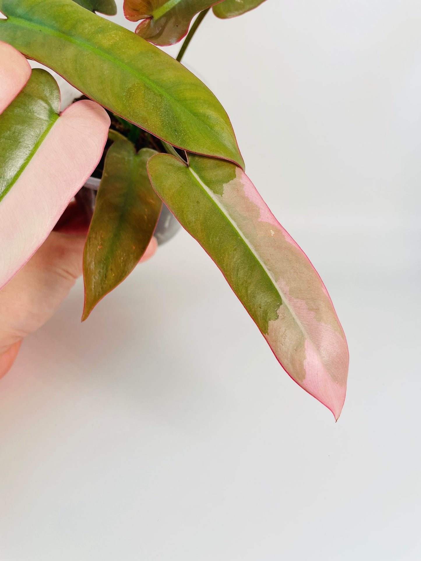 Philodendron Atabapoense Variegated