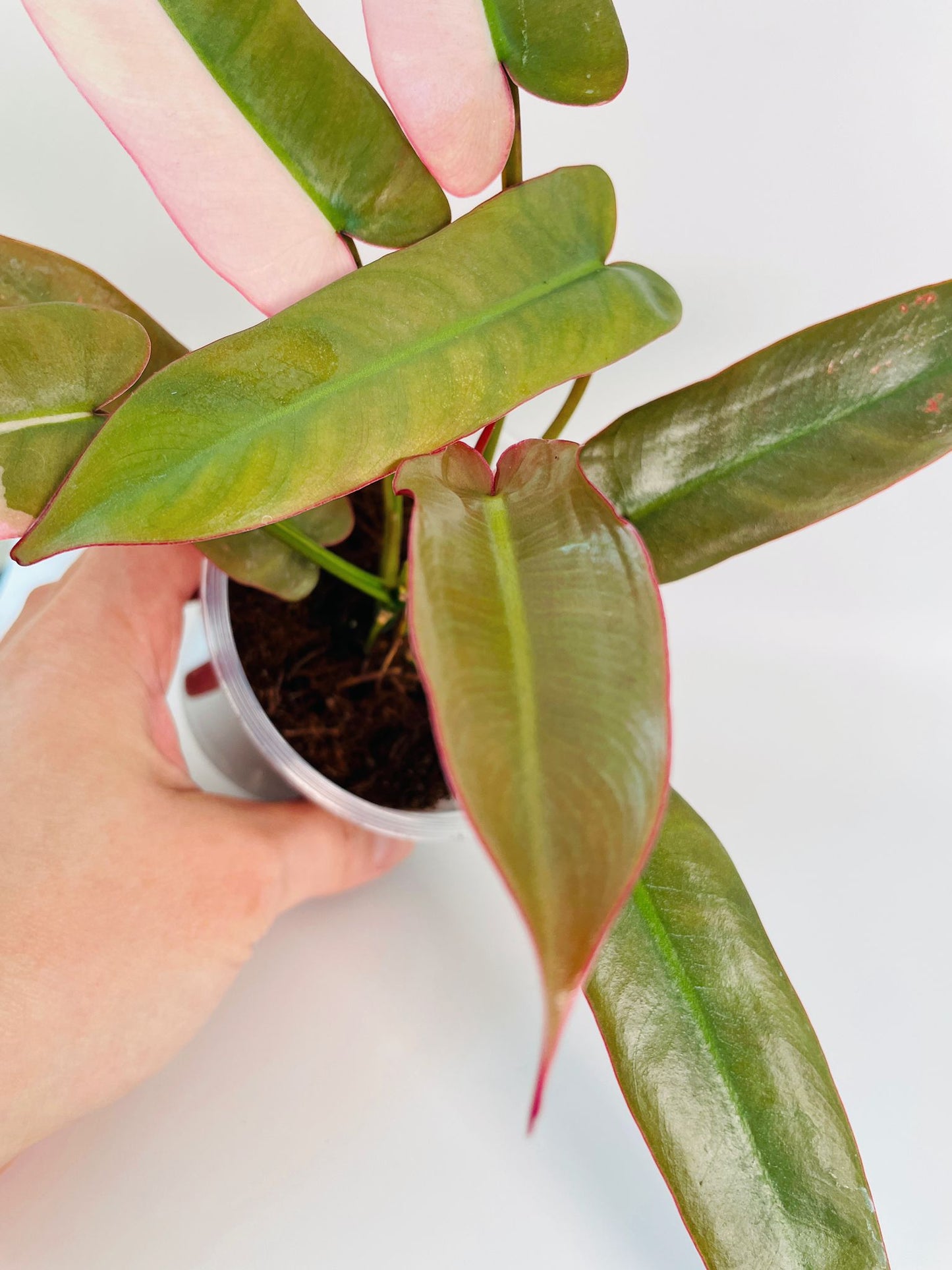 Philodendron Atabapoense Variegated