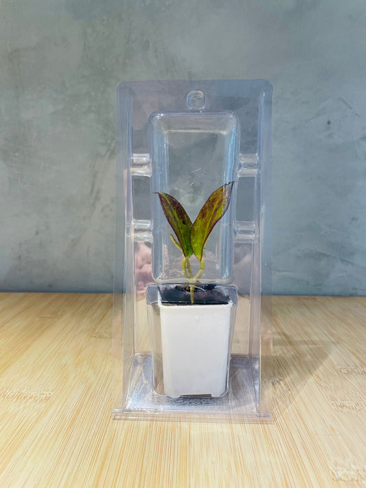 Plant Packaging