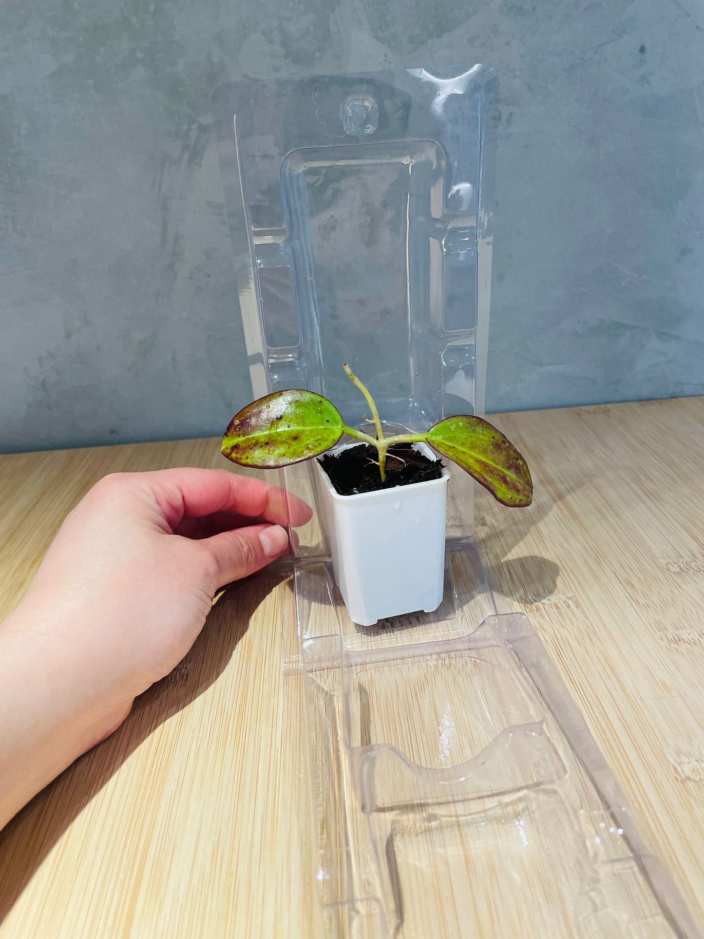 Plant Packaging