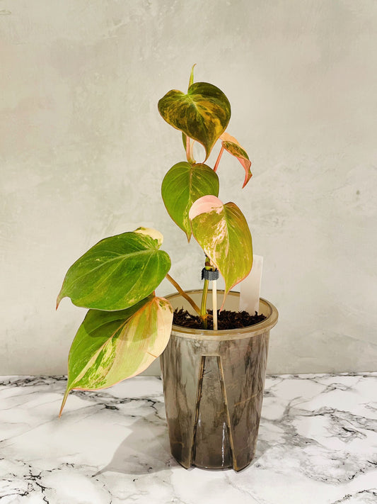 Variegated Philodendron Micans "Pink"