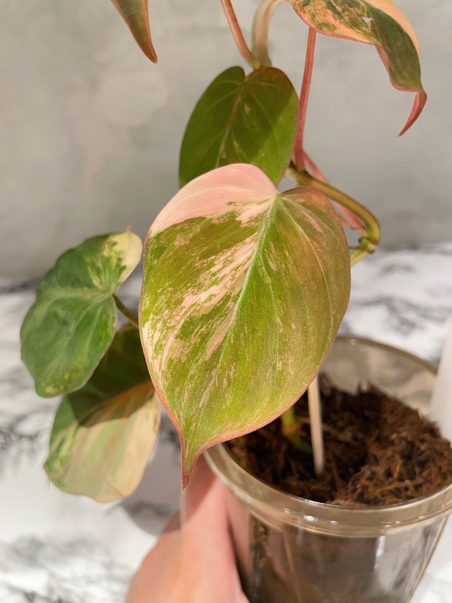 Variegated Philodendron Micans "Pink"