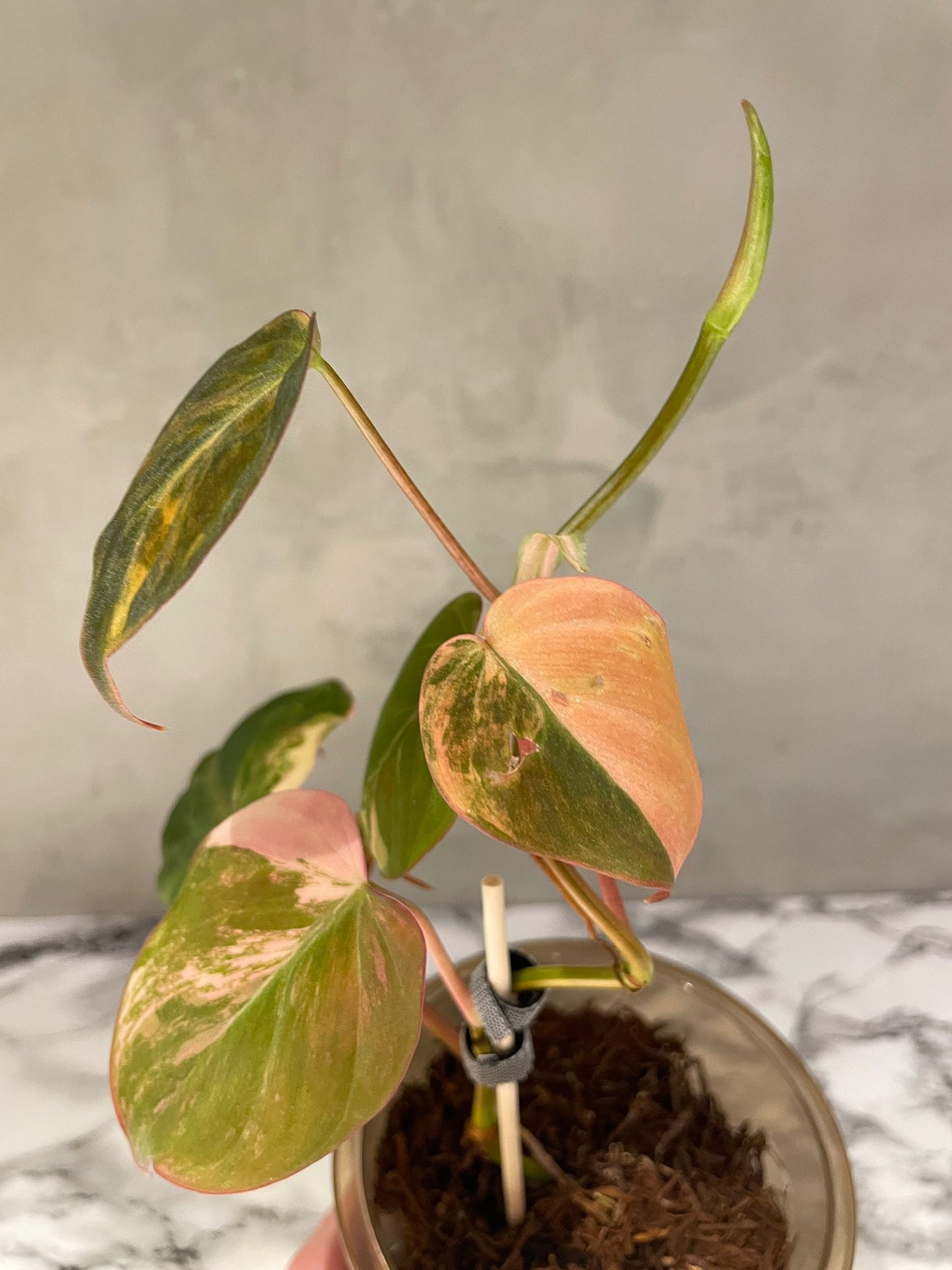 Variegated Philodendron Micans "Pink"