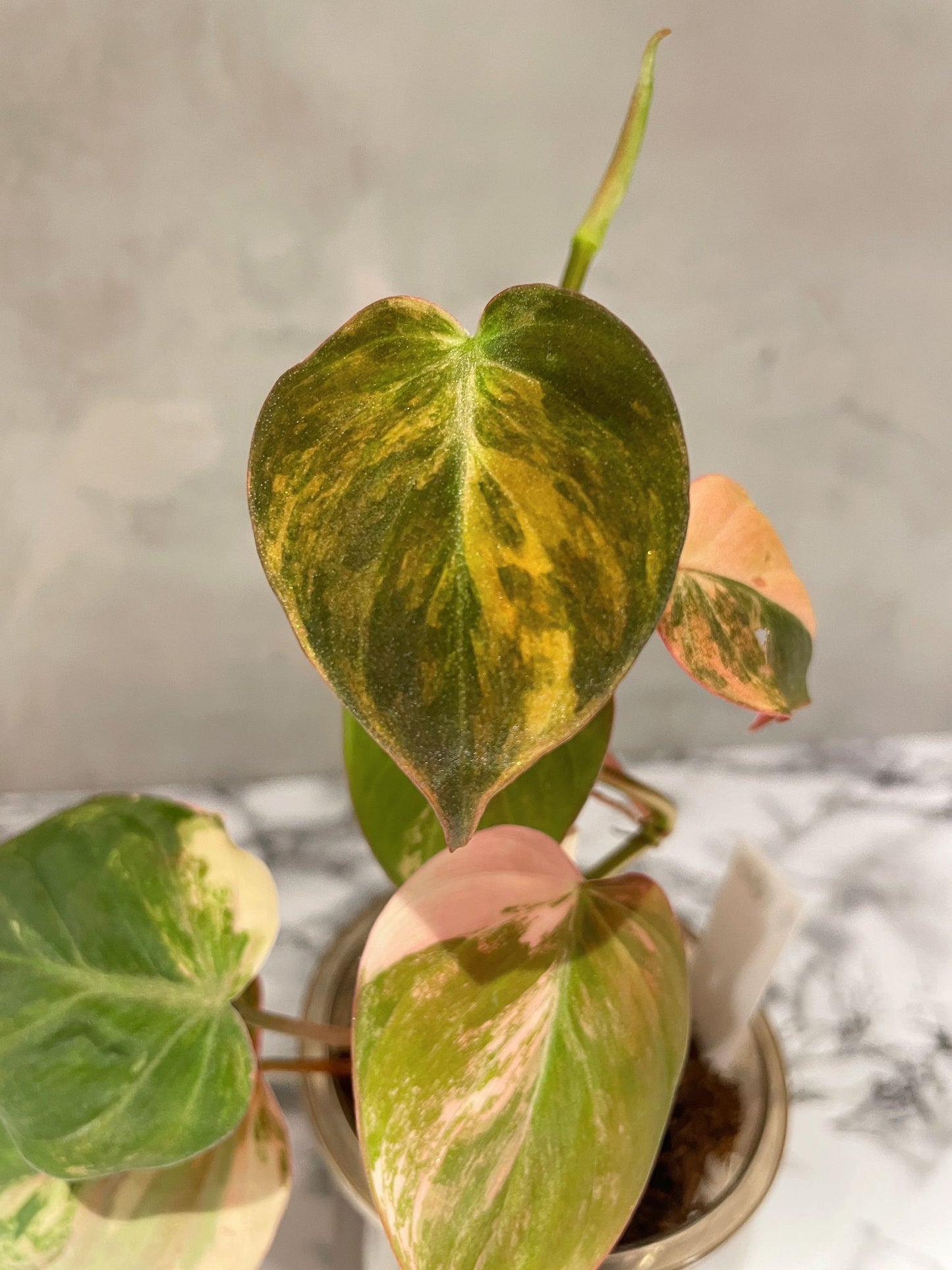 Variegated Philodendron Micans "Pink"