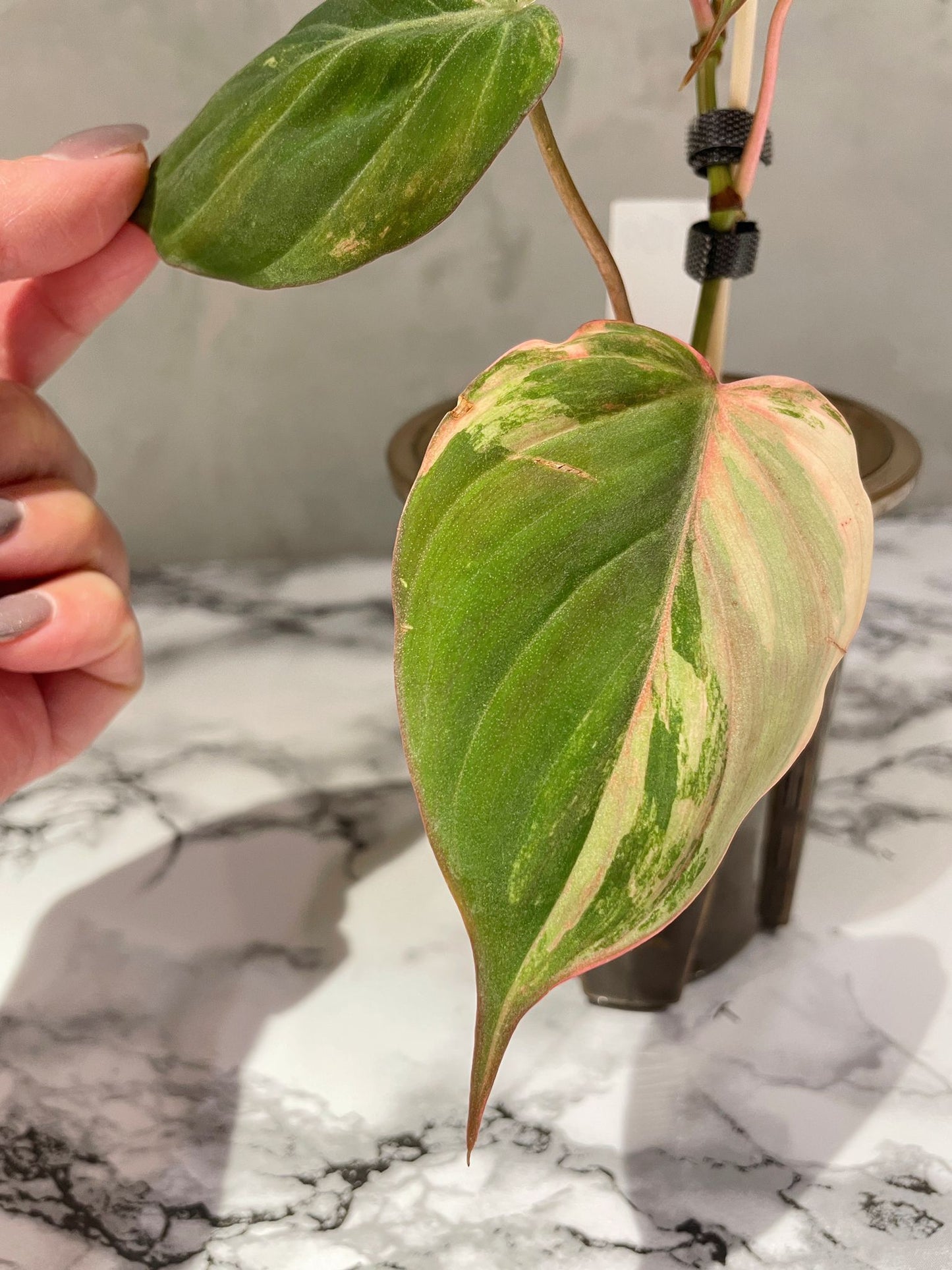 Variegated Philodendron Micans "Pink"