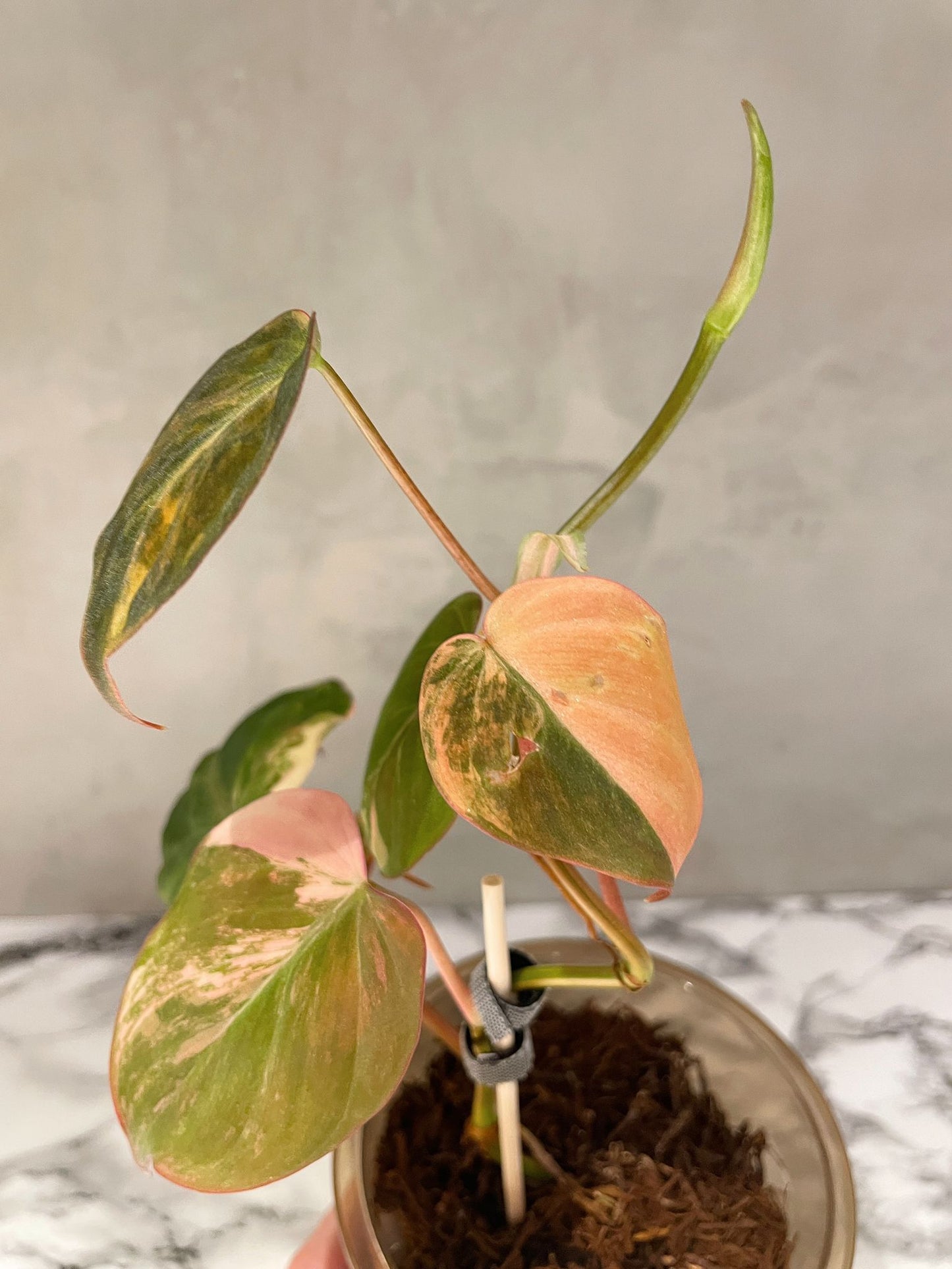 Variegated Philodendron Micans "Pink"